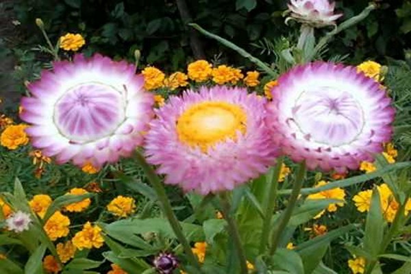 gelichrizum bouquet