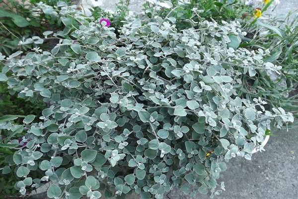 flowers gelikhrizum