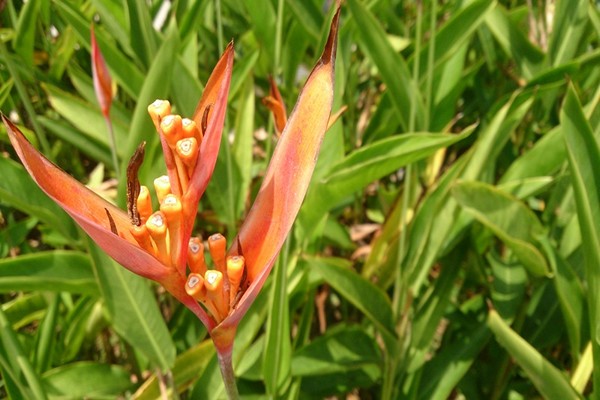heliconia care