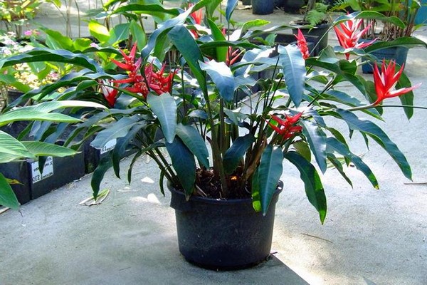 heliconia flower