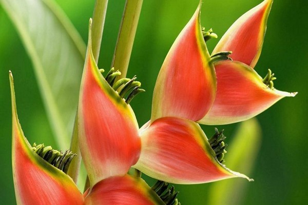 heliconia flower