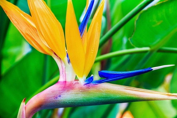 heliconia photos