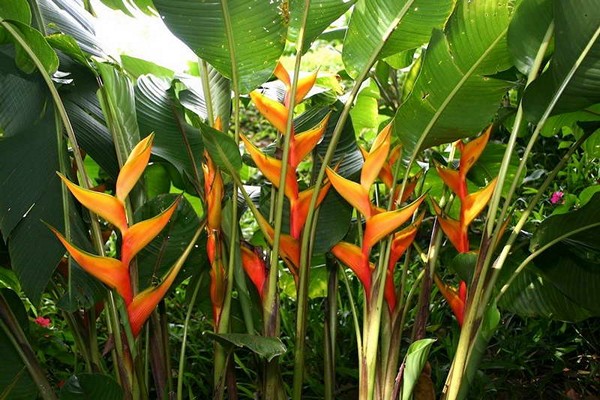 heliconia photo