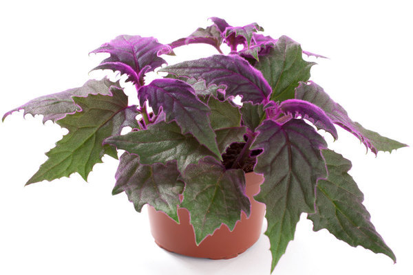 Fleur de ginura