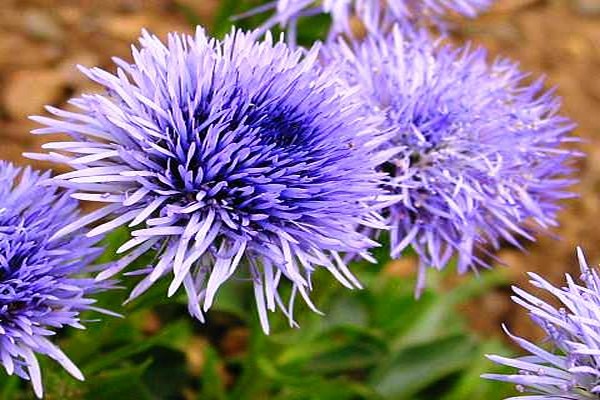 globularia plant