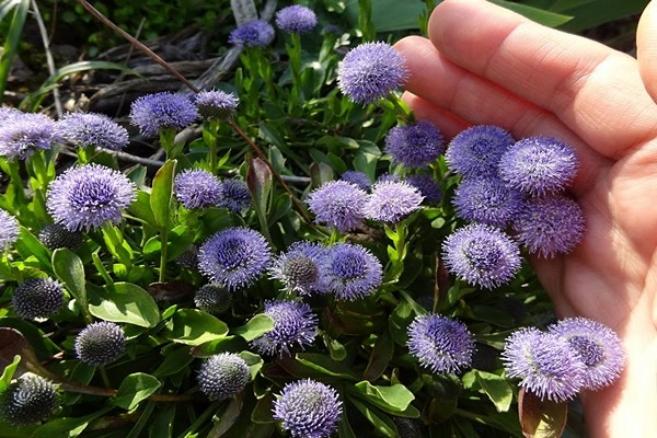 globularia plant