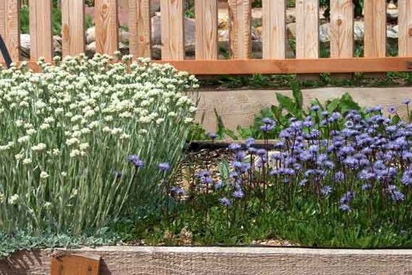 globularia plant
