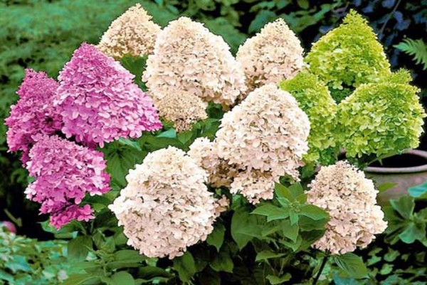 variétés d'hortensias