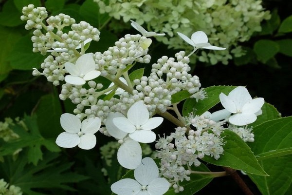 variétés d'hortensias