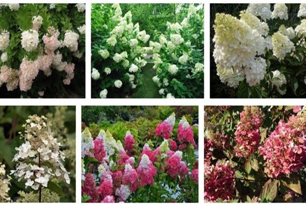 variétés d'hortensias