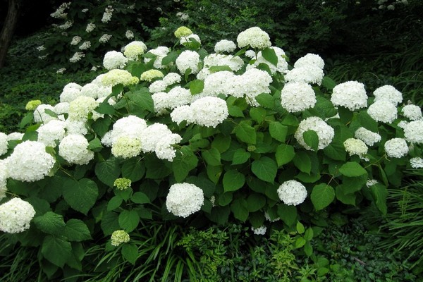 les meilleures variétés d'hortensia