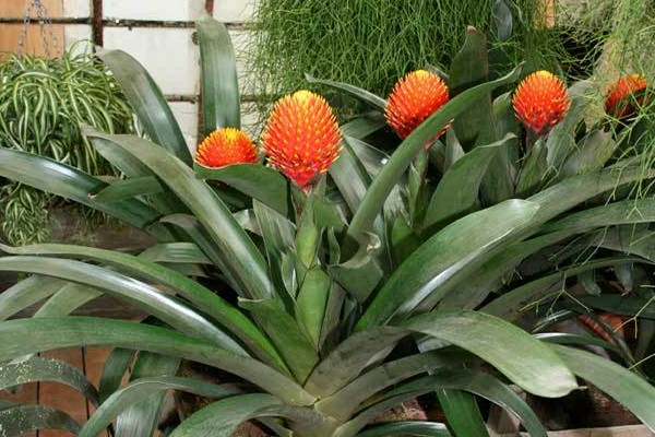 guzmania varieties