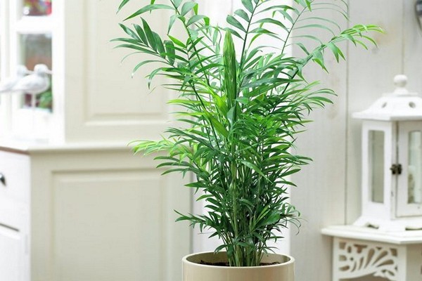 hamedorea elegance