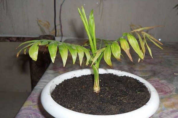 hamedorea home