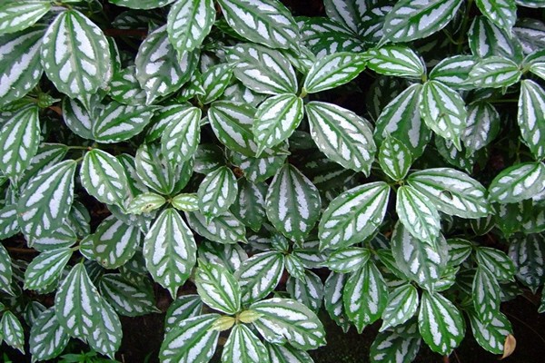 soins pilea