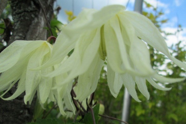 sonho clematis alpino limão