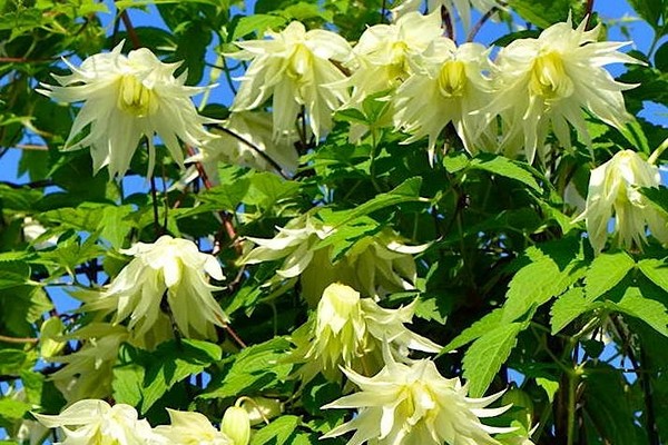 sonho clematis limão