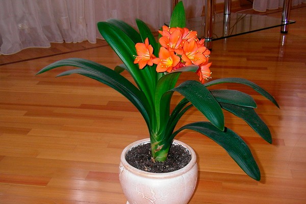clivia care + at home