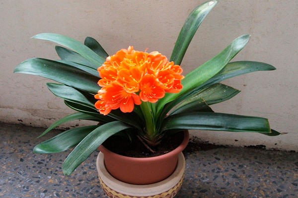homemade clivia
