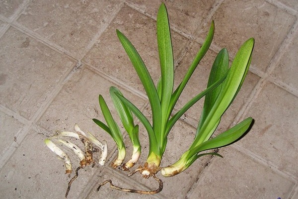 clivia care