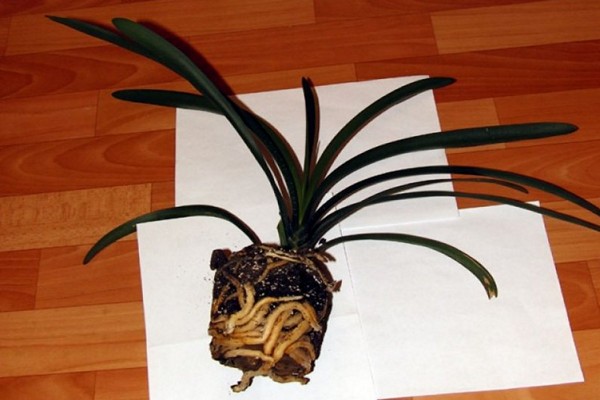 homemade clivia