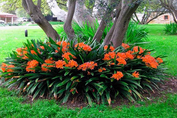 clivia care