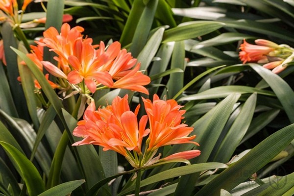 clivia care + at home
