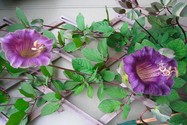 kobei flower
