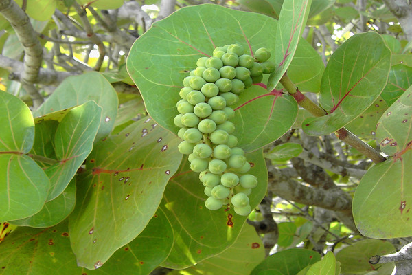 Coccoloba photo