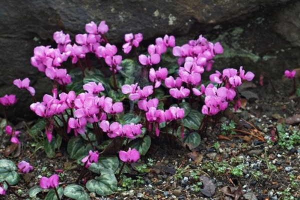 soin cyclamen + à domicile