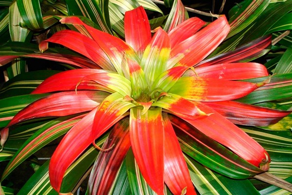 guzmania varieties