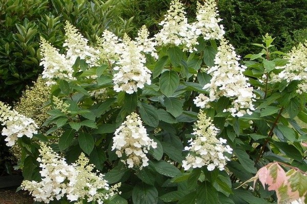 variétés d'hortensias + avec photo + et noms
