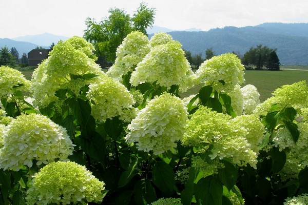 hortensia panicule meilleures variétés