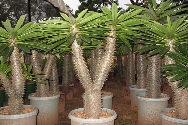 pachypodium photo