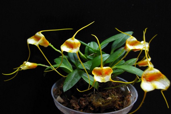 soins de masdevallia + à domicile