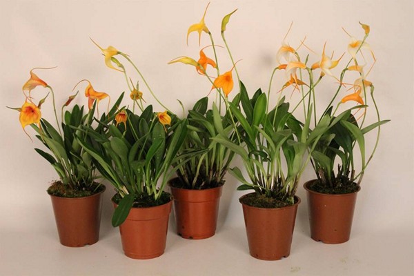 orchidée masdevallia