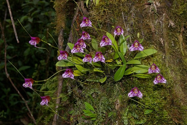 soins de masdevallia