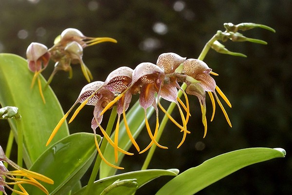 masdevallie