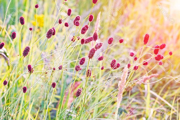 photo sanguisorba