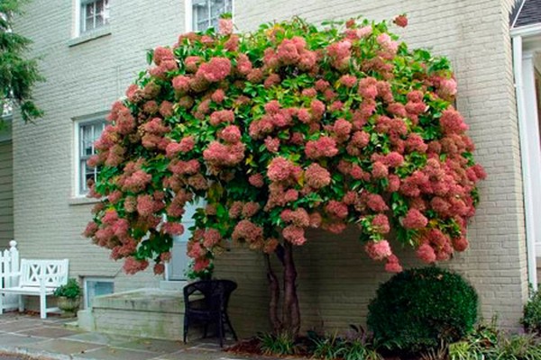les meilleures variétés d'hortensia