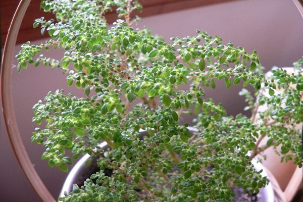 soins pilea