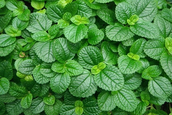 photo de pilea