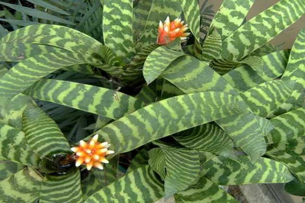 flower guzmania