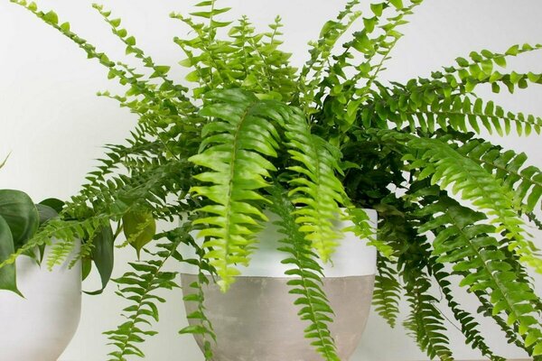 Foto de Nephrolepis