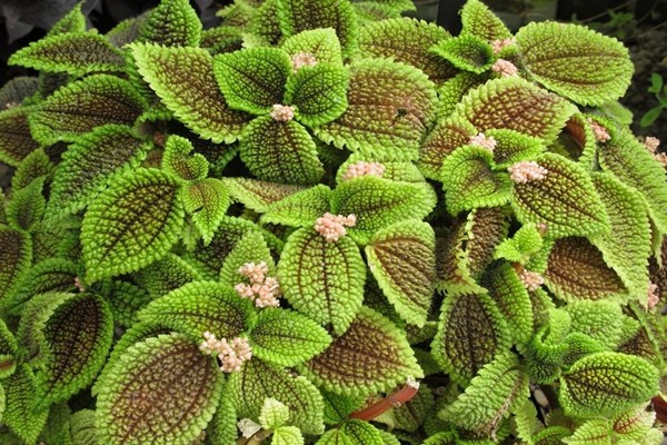 photo de pilea