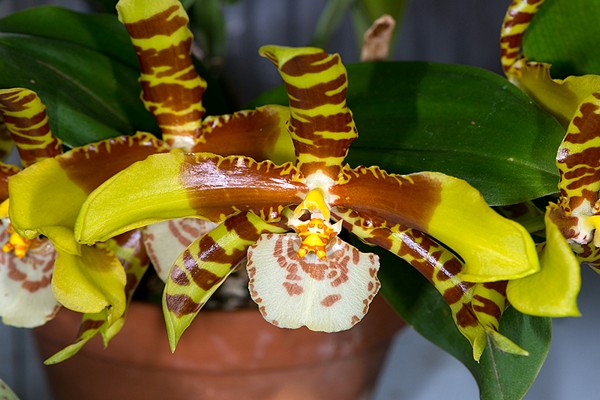 odontoglossum varieties