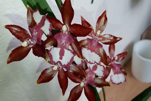 odontoglossum care