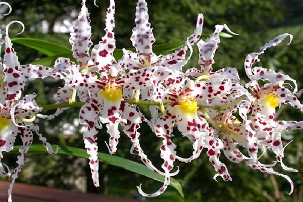 odontoglossum photo