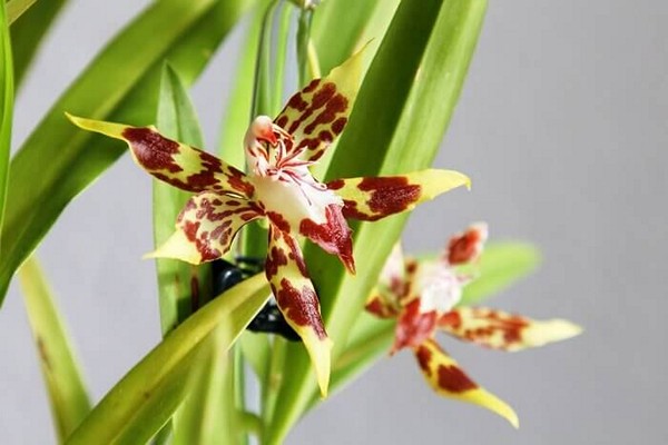 odontoglossum species