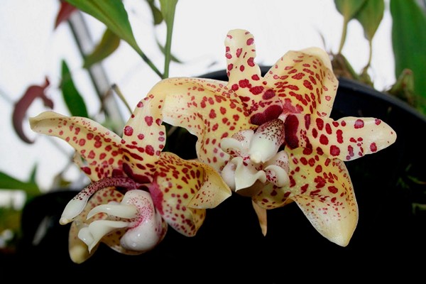 odontoglossum species